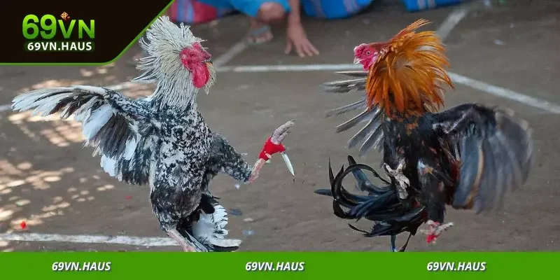 Đá Gà Campuchia - Sân Chơi Kịch Tính Săn Thưởng Lớn 4 Cơ hội nhận thưởng khủng, từ tiền mặt đến quà tặng độc quyền
