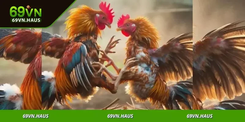 Đá Gà Thomo - Sân Chơi Cược Kịch Tính Săn Thưởng Khủng 4 Cơ hội nhận thưởng khủng, từ tiền mặt đến quà tặng độc quyền