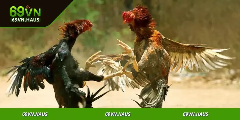 Đá Gà Thomo - Sân Chơi Cược Kịch Tính Săn Thưởng Khủng 5 Tham gia ngay để tận hưởng sân chơi cược sôi động không giới hạn